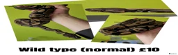Python Snake reptiles for sale: Royal ("Ball") Pythons for rehoming from £10 - Advert 1
