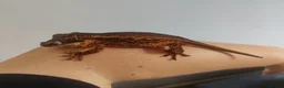 Gecko reptiles for sale: Gargoyle Gecko in Mansfield - Advert 5