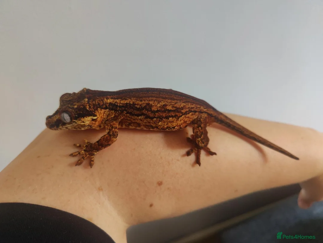 Gecko reptiles for sale: Gargoyle Gecko in Mansfield - Advert 5