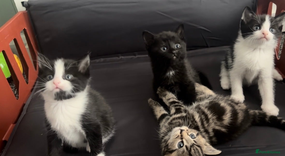 Mixed Breed cats Beautiful kittens ready forever home  - Advert 2