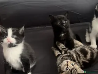Mixed Breed cats Beautiful kittens ready forever home - Advert 2