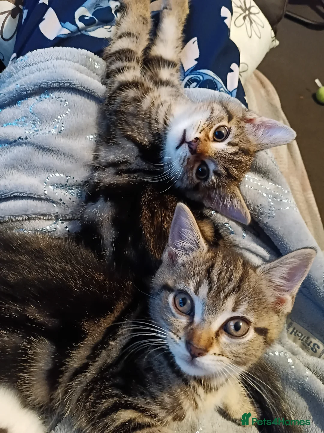 Mixed Breed cats for sale: Tabby babies - Advert 2