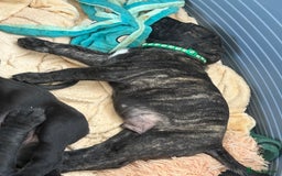 Mixed Breed dogs for sale: Cane Corso x boerboel  - Image 10