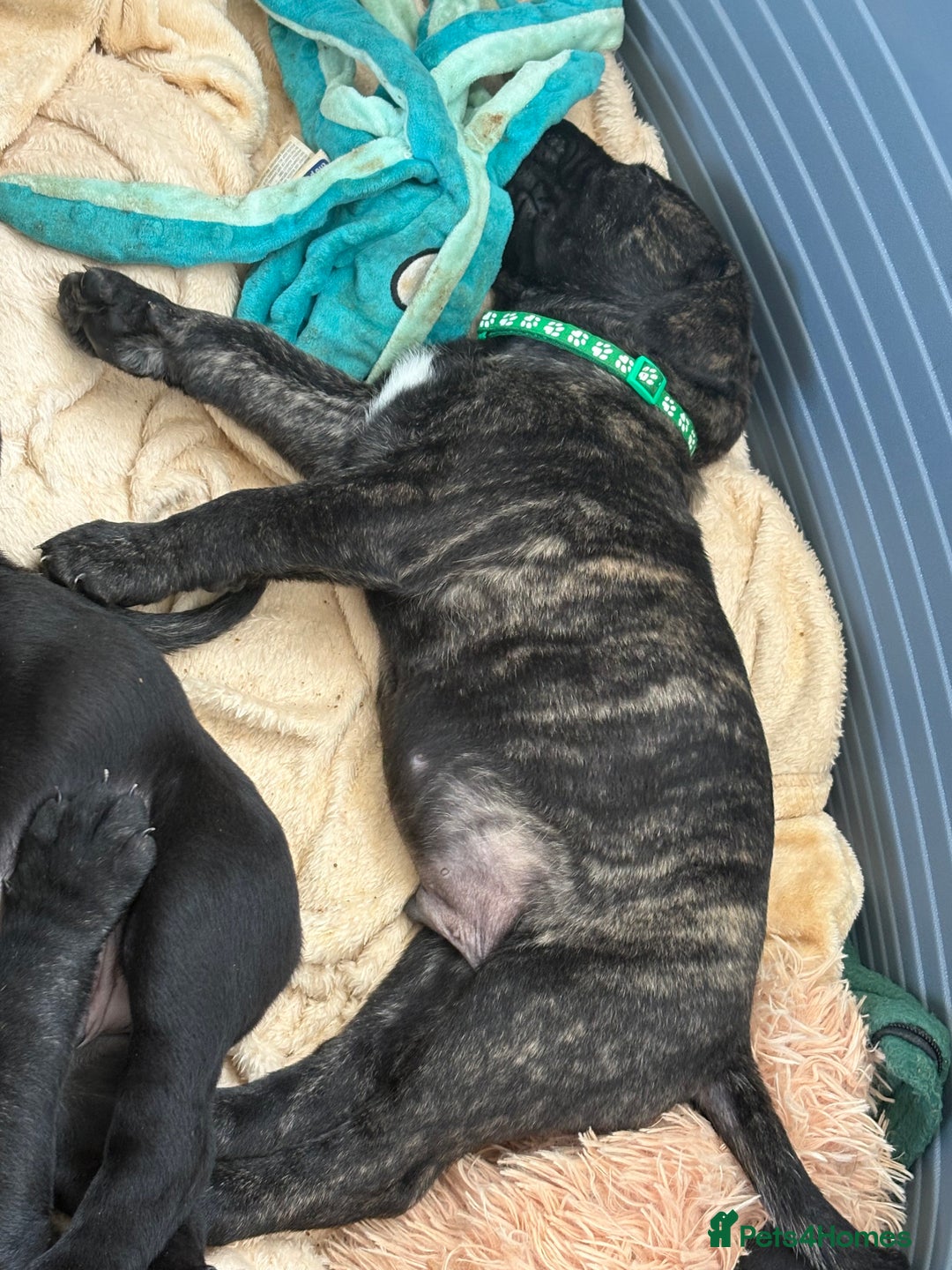 Mixed Breed dogs for sale: Cane Corso x boerboel  - Image 10
