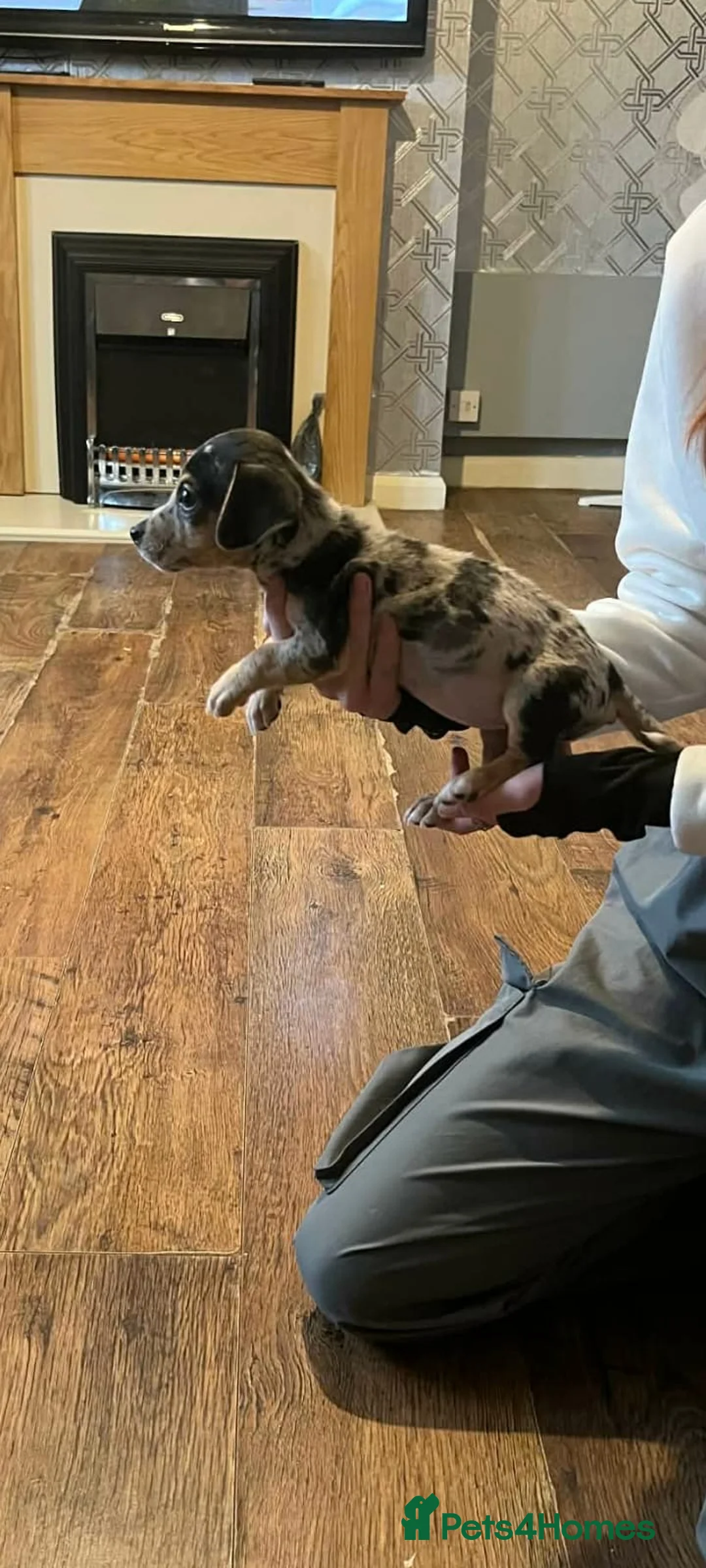 Jackshund dogs for sale: Dachshund cross merle  - Advert 1