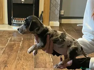 Jackshund dogs Dachshund cross merle - Advert 1