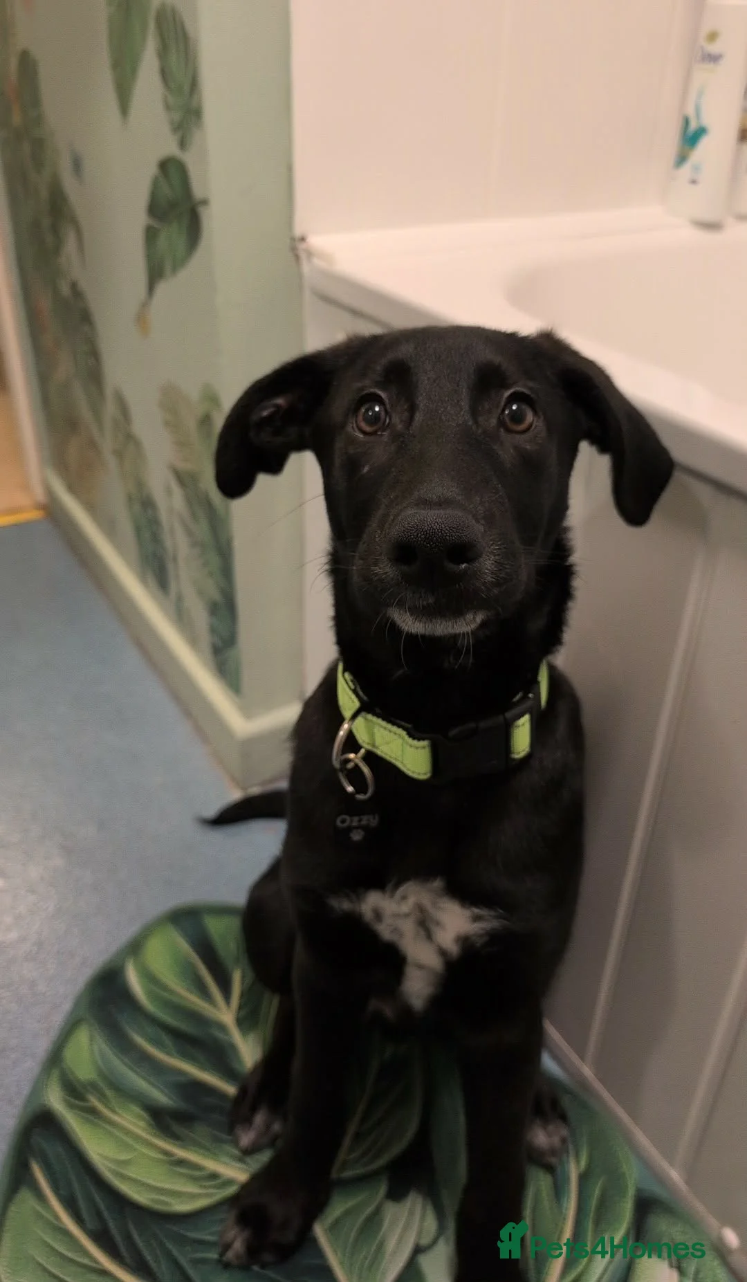 Mixed Breed dogs for sale: Ozzy - GSD x Dalmatian  in Tywyn - Advert 2