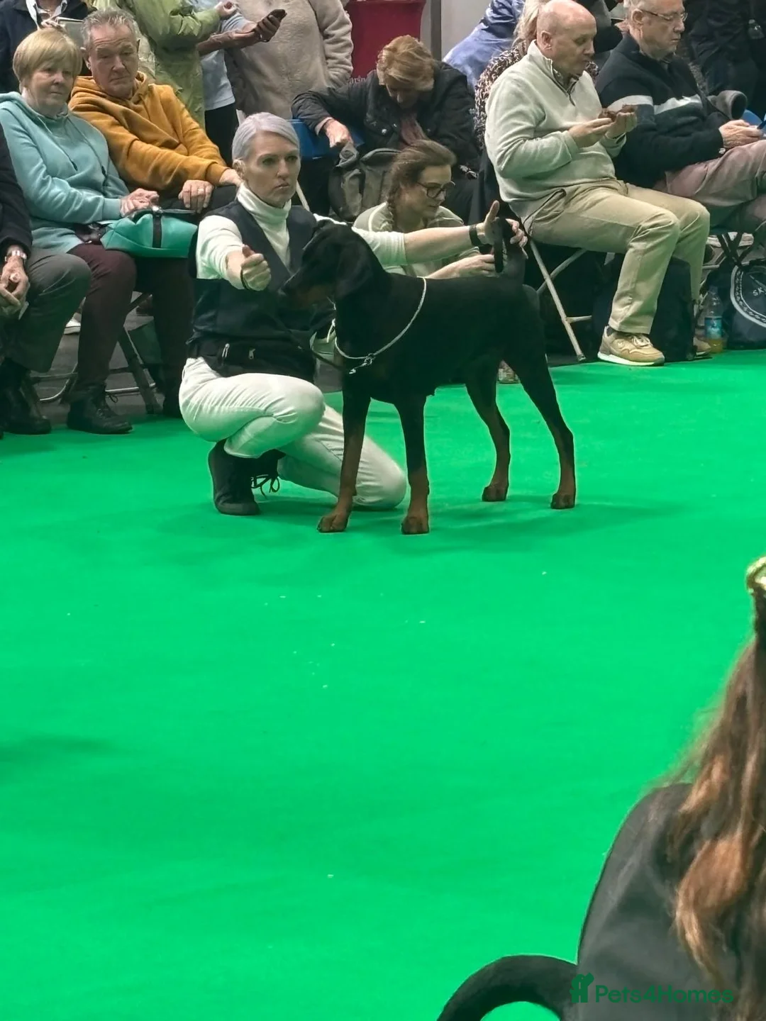 Dobermann dogs for sale: Health and heart tested RKC Dobermann puppies. - Advert 6