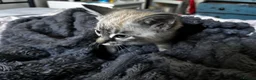 Mixed Breed cats for sale: 10 week old kitten in Banwell - Advert 4