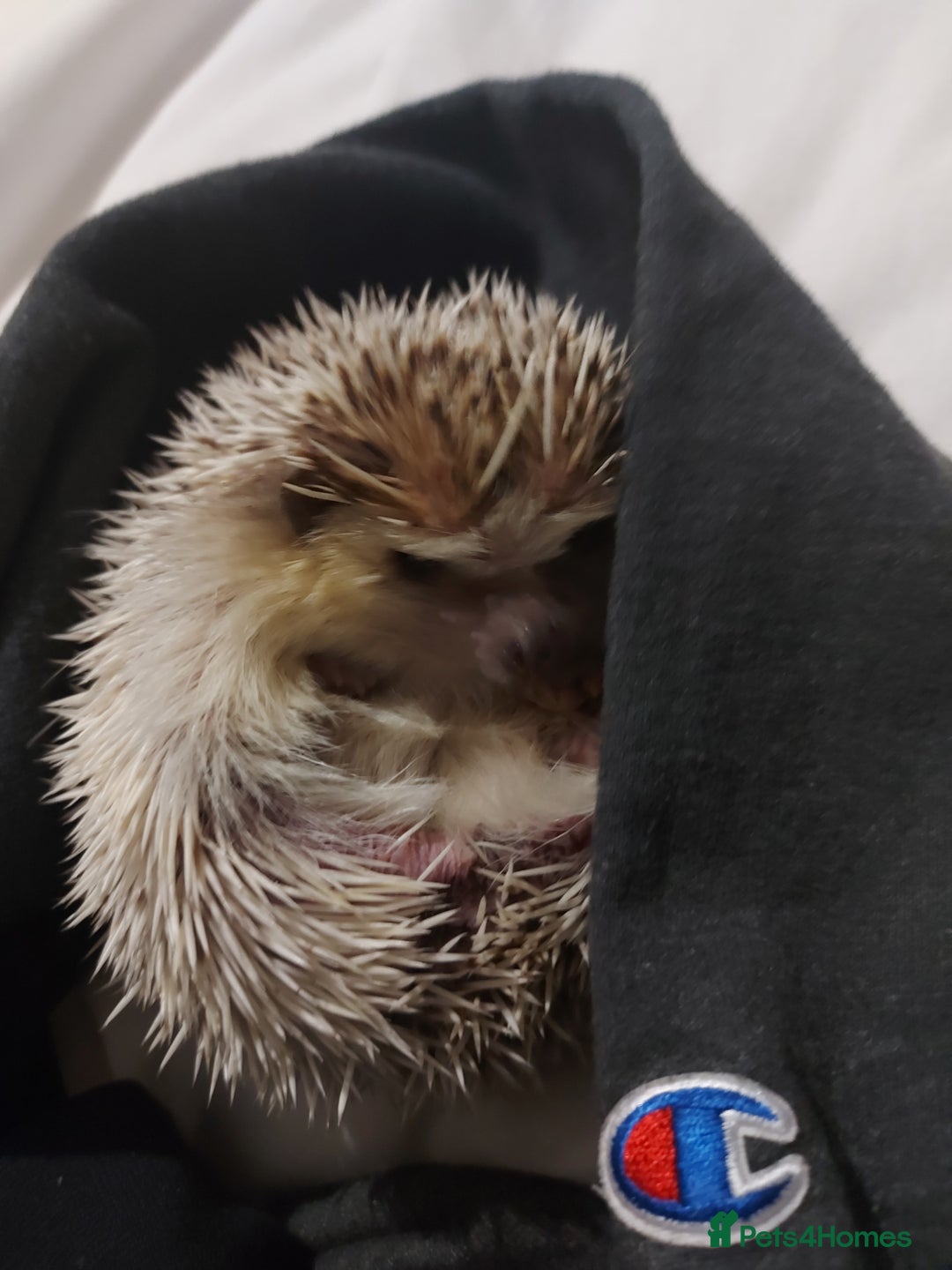 Pygmy Hedgehog rodents for sale: African Pygamy Hedgehog  - Advert 8