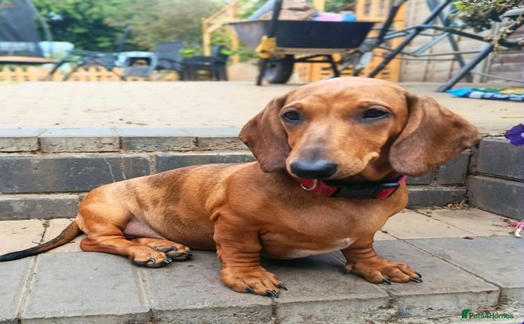 Dachshund dogs in Coventry - Advert 1
