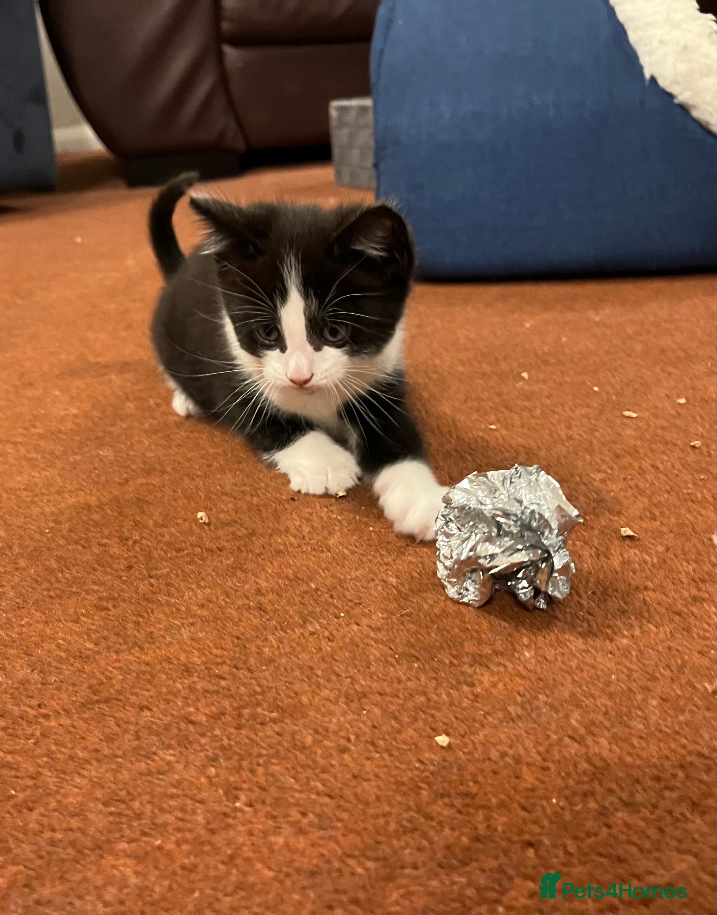 Mixed Breed cats for sale: The Tuxedo Quartet - Advert 5