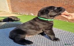 Cane Corso dogs for sale: Champion-Bloodline Cane Corso Puppies  - Image 18