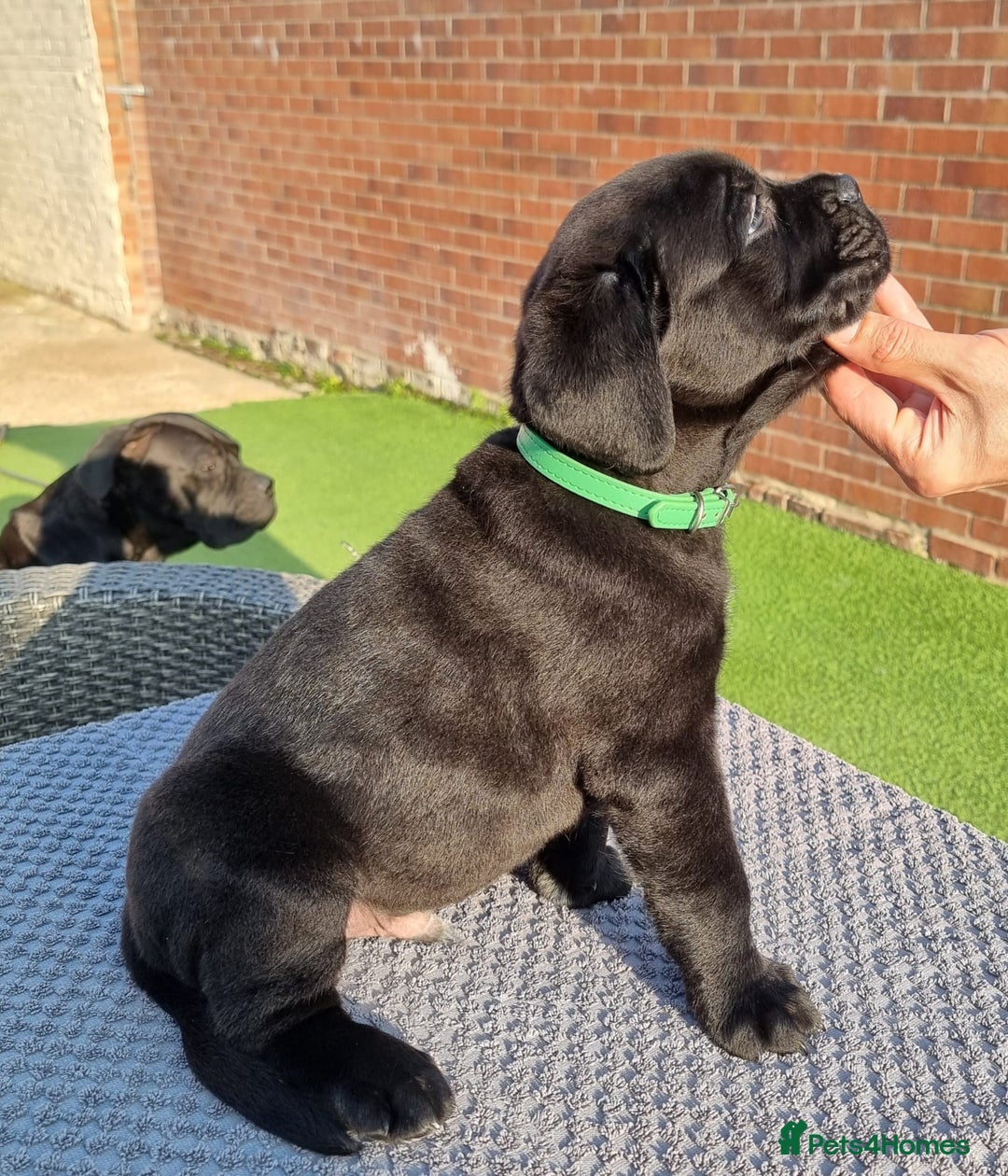Cane Corso dogs for sale: Champion-Bloodline Cane Corso Puppies  - Image 18