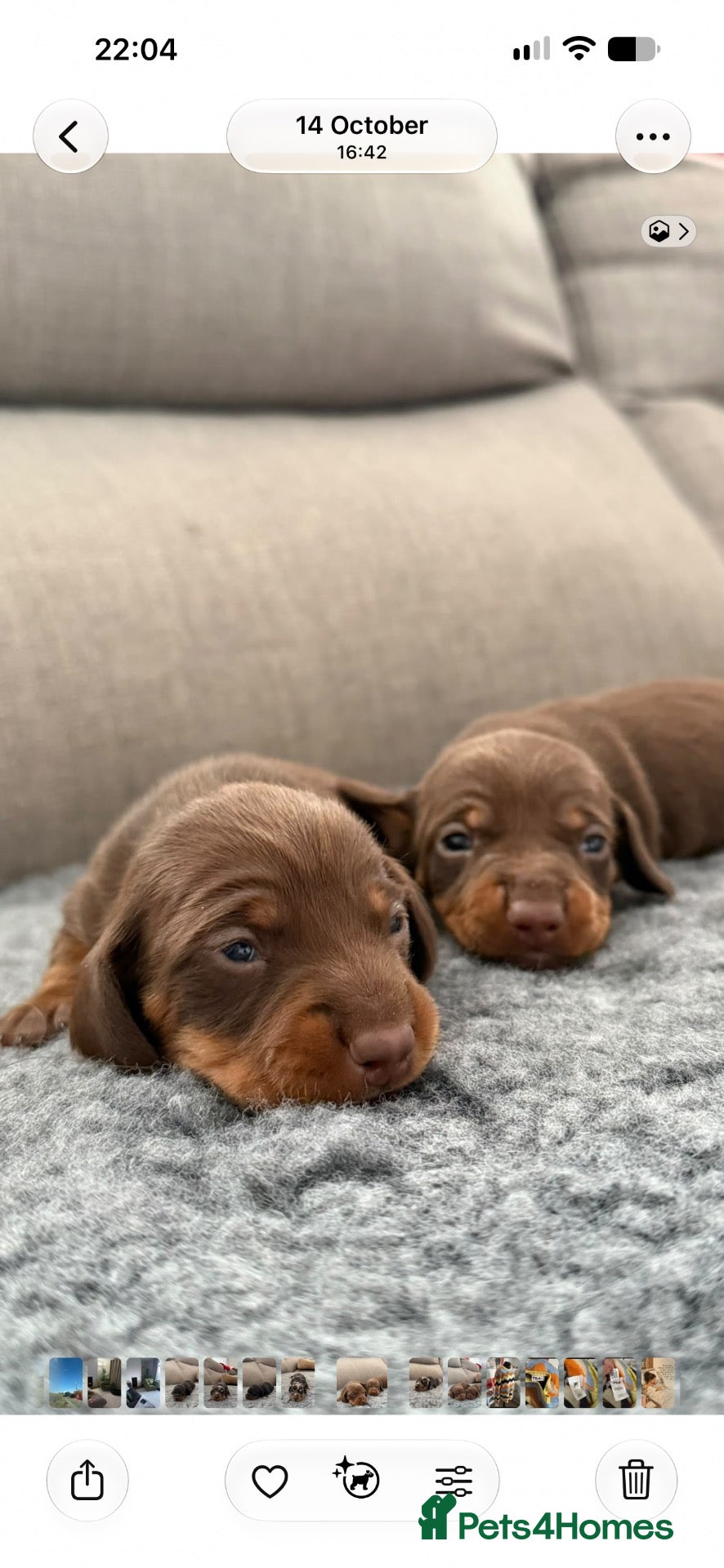 Miniature Dachshund dogs for sale:  Miniature Dachshund Puppies  - Advert 1