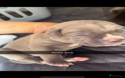 Cane Corso dogs for sale: Cane Corso first litter of puppies !! - Image 9