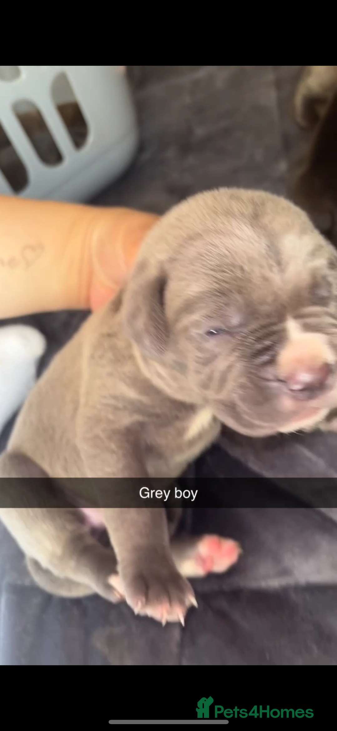 Cane Corso dogs for sale: Cane Corso first litter of puppies !! - Image 9