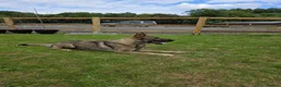 German Shepherd dogs for sale: Elite DDR German Shepherd - World-Class Pedigree  - Advert 27