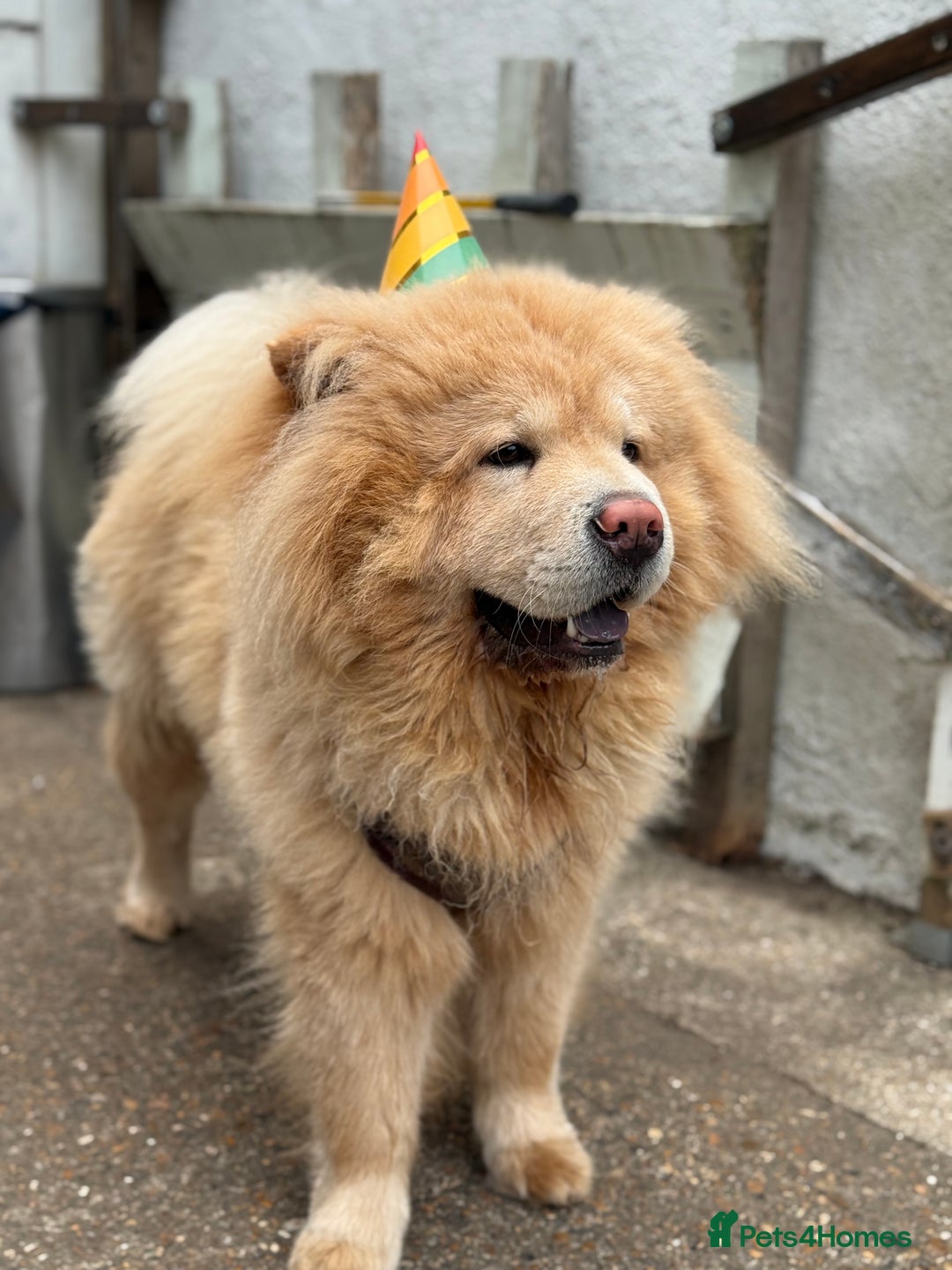 Chow Chow dogs for stud: Lion king - Advert 3