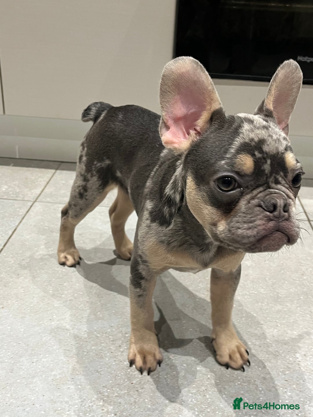 French Bulldog dogs for sale: Multi Coloured Merle French Bulldog Pups  - Advert 11