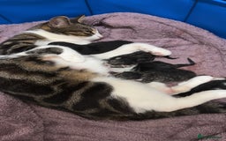 Domestic Shorthair cats for sale: 5 beautiful Domestic shorthair kittens - Image 13