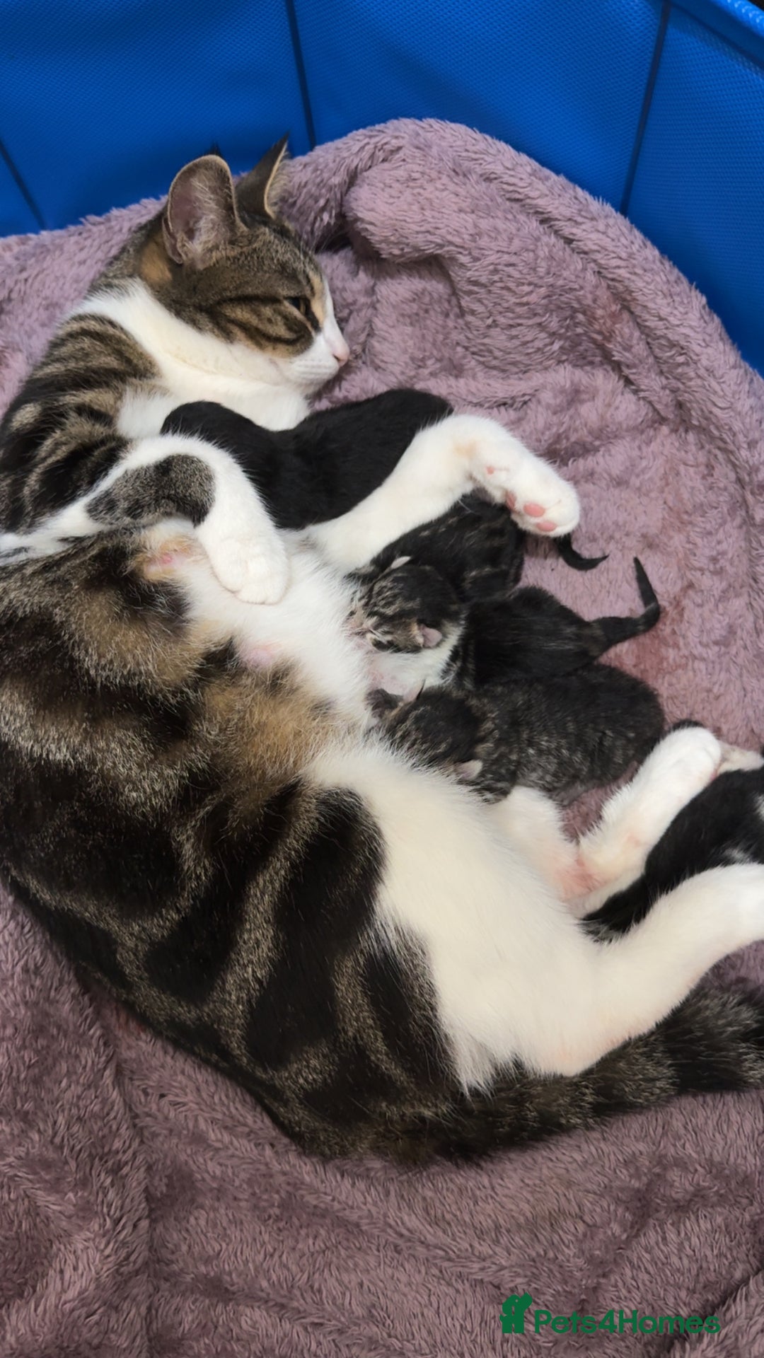 Domestic Shorthair cats for sale: 5 beautiful Domestic shorthair kittens - Image 13