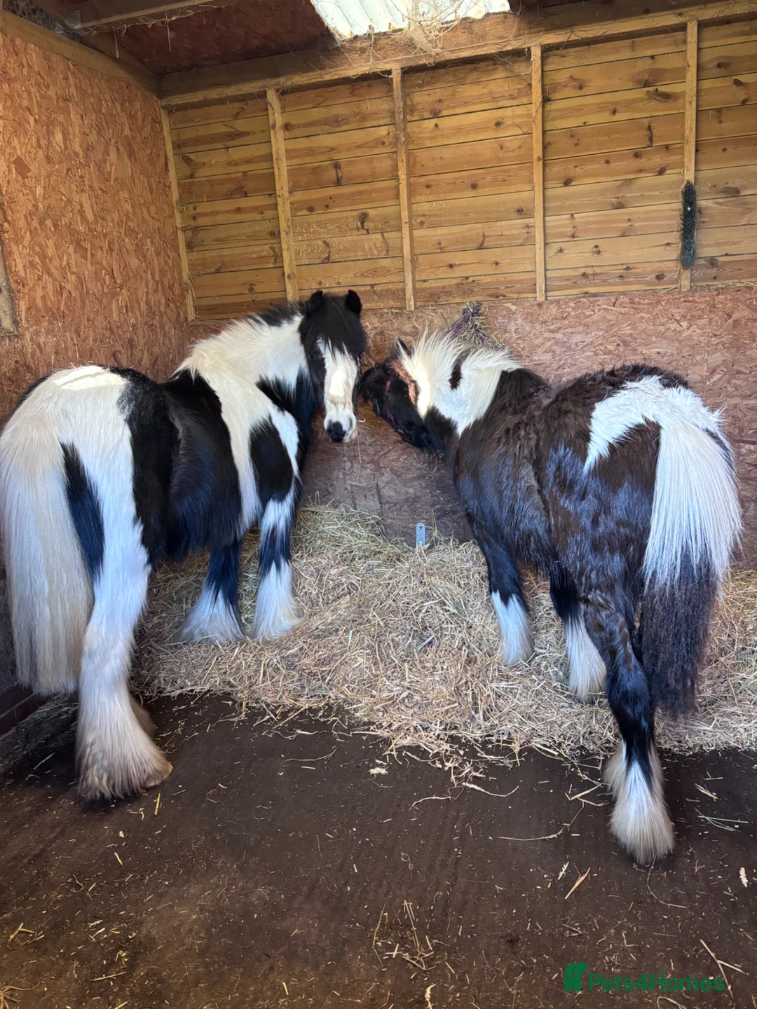 Irish Cob horses for sale: 8month mare foal - Advert 3