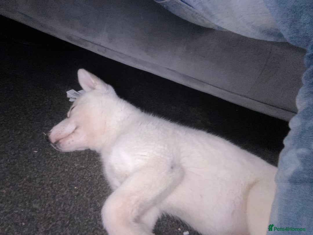 Siberian Husky dogs for sale: Husky for sale - Image 3