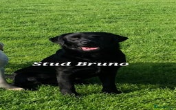 Labrador Retriever dogs for sale: 💫Stunning chocolate and black labrador pups 💫 - Image 29