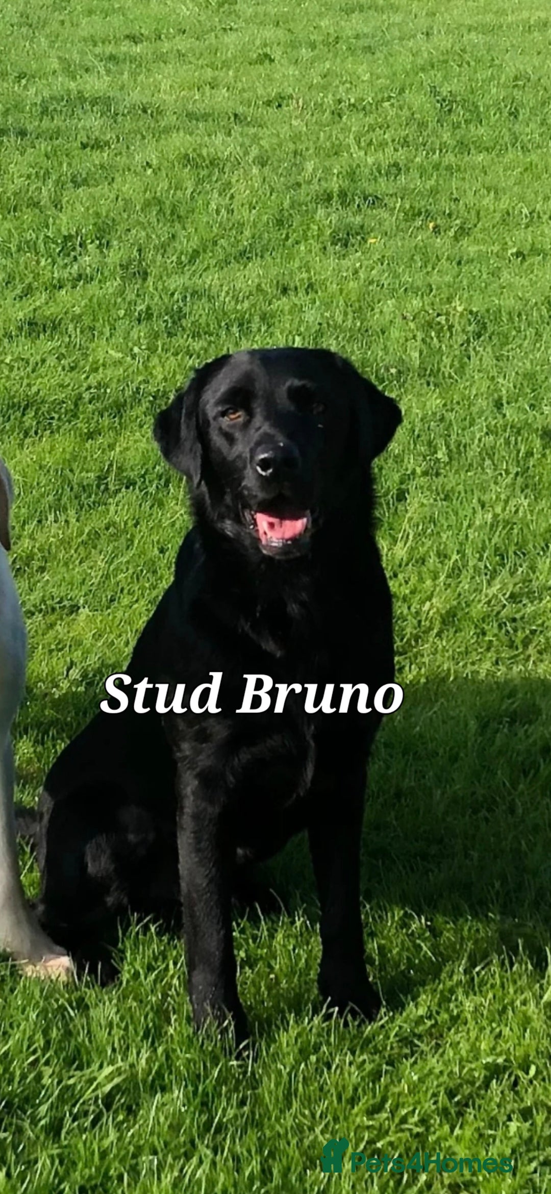 Labrador Retriever dogs for sale: 💫Stunning chocolate and black labrador pups 💫 - Image 29