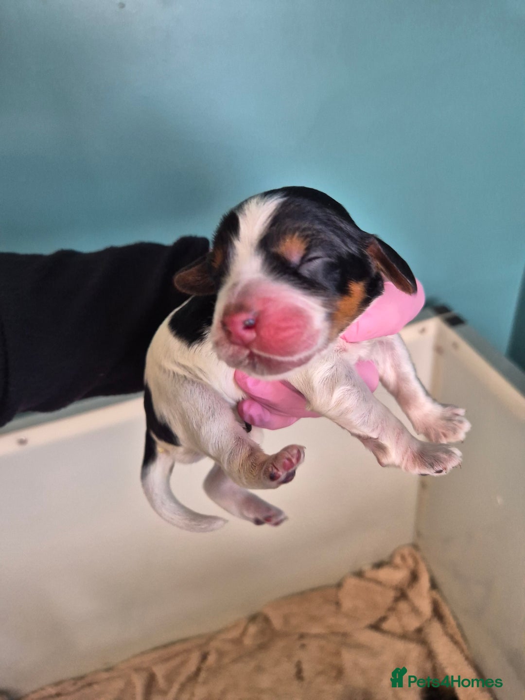 Cocker Spaniel dogs for sale: 6 beautiful Cocker puppies 🐶  - Image 14