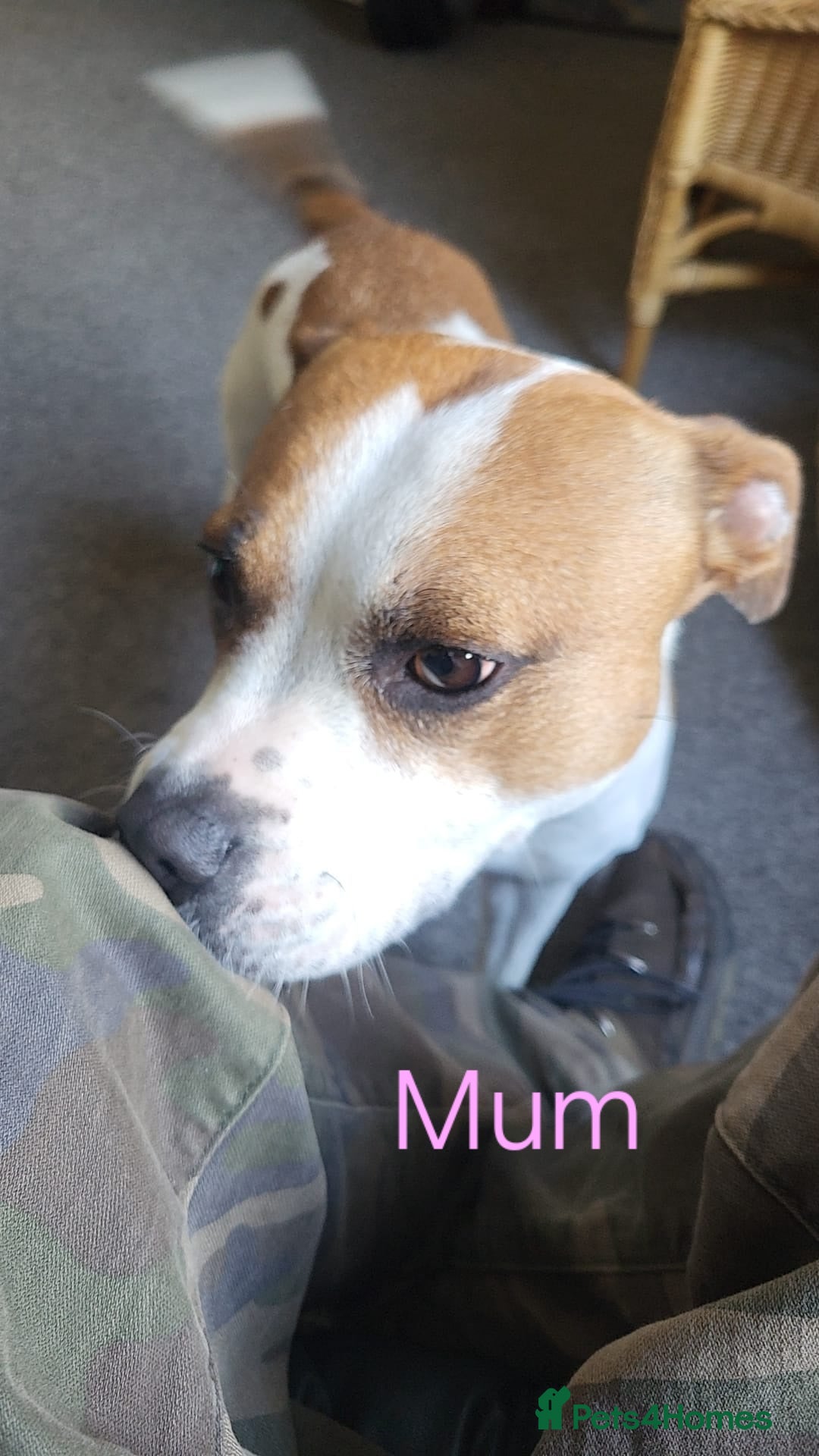 Mixed Breed dogs for sale: Staffordshire Bull Terrier Puppies-Female and Male in Bridgwater - Image 14