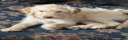Labradoodle dogs for sale: FI LABRADOODLES MUST GO NOW - Advert 9