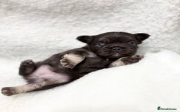 French Bulldog dogs for sale: Beautiful litter off French bulldog puppies  - Image 15