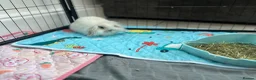 Mini Lion Lop rabbits for sale: Indoor Mini lion lop & mini lops available  - Advert 3
