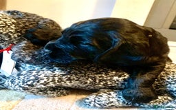 Cocker Spaniel dogs for sale: COCKER SPANIELS - Advert 6