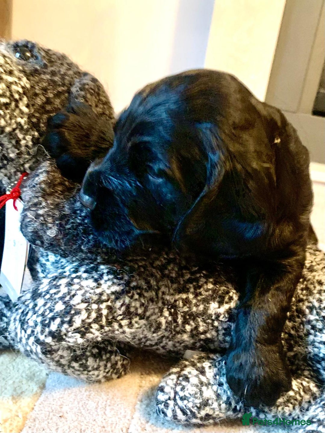 Cocker Spaniel dogs for sale: COCKER SPANIELS - Advert 6