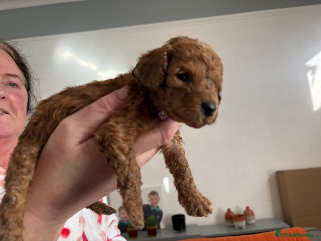 Cockapoo dogs for sale: Adorable Cockapoo puppies 🐶🐾 - Advert 6