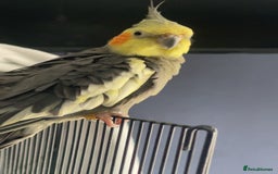 Cockatiels birds for sale: cockatiel for sale  - Image 3