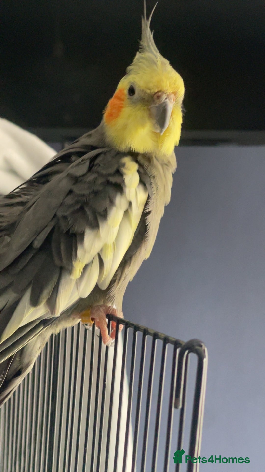 Cockatiels birds for sale: cockatiel for sale  - Image 3