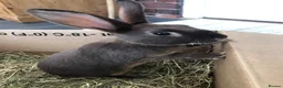 Rex rabbits for sale: Pure breed velvet mini and standard Rex rabbits - Advert 1