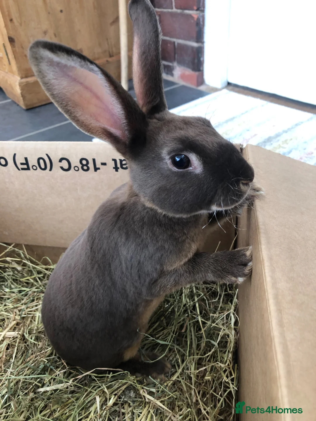 Rex rabbits for sale: Pure breed velvet mini and standard Rex rabbits - Advert 1