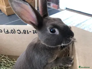 Rex rabbits Pure breed velvet mini and standard Rex rabbits - Advert 3