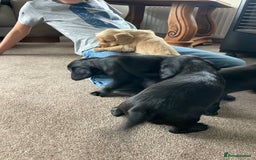 Cockerdor dogs for sale: Outstanding working gun puppies  - Image 12