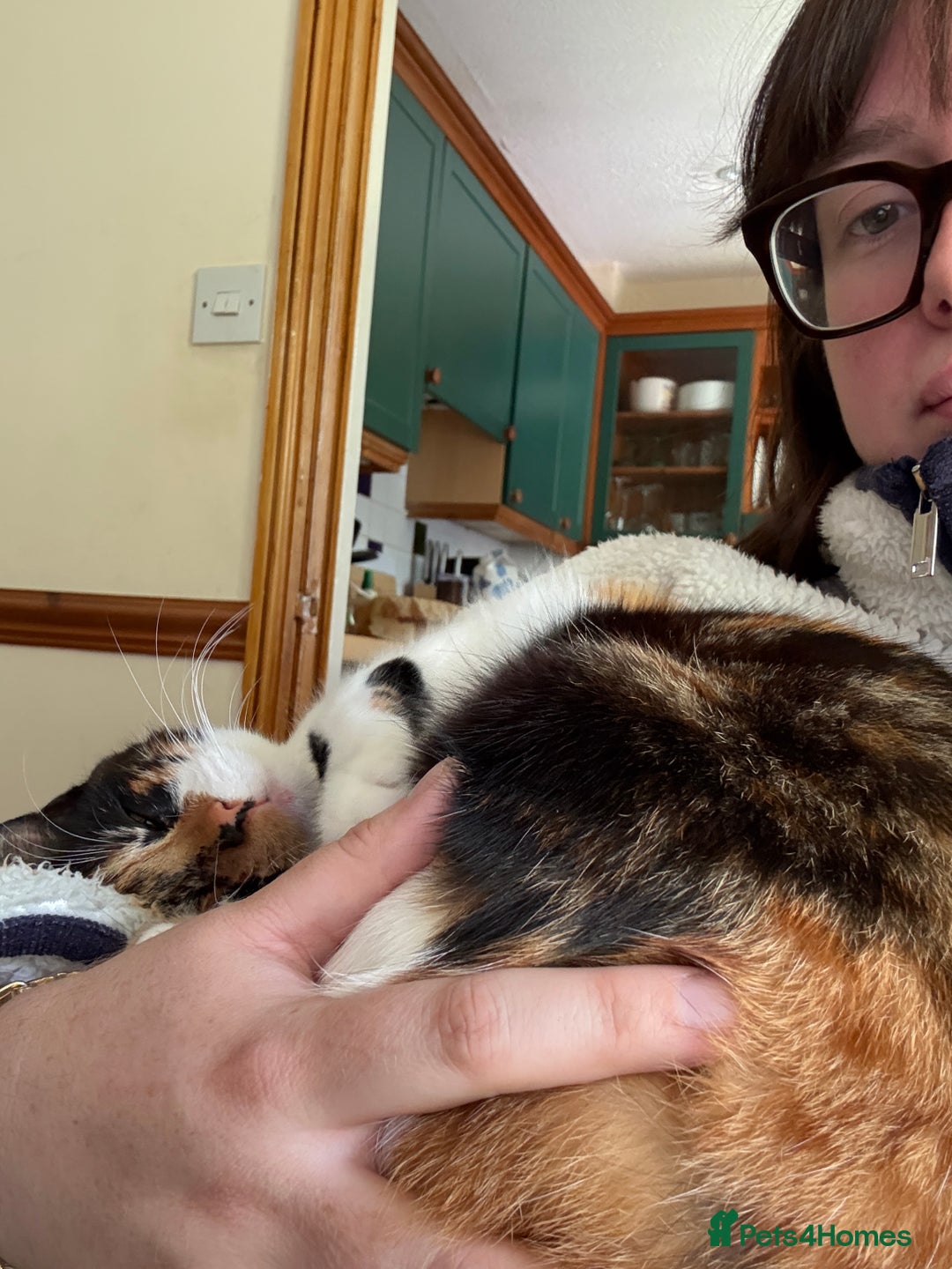 British Shorthair cats for sale: Midnight and Edith - Advert 2