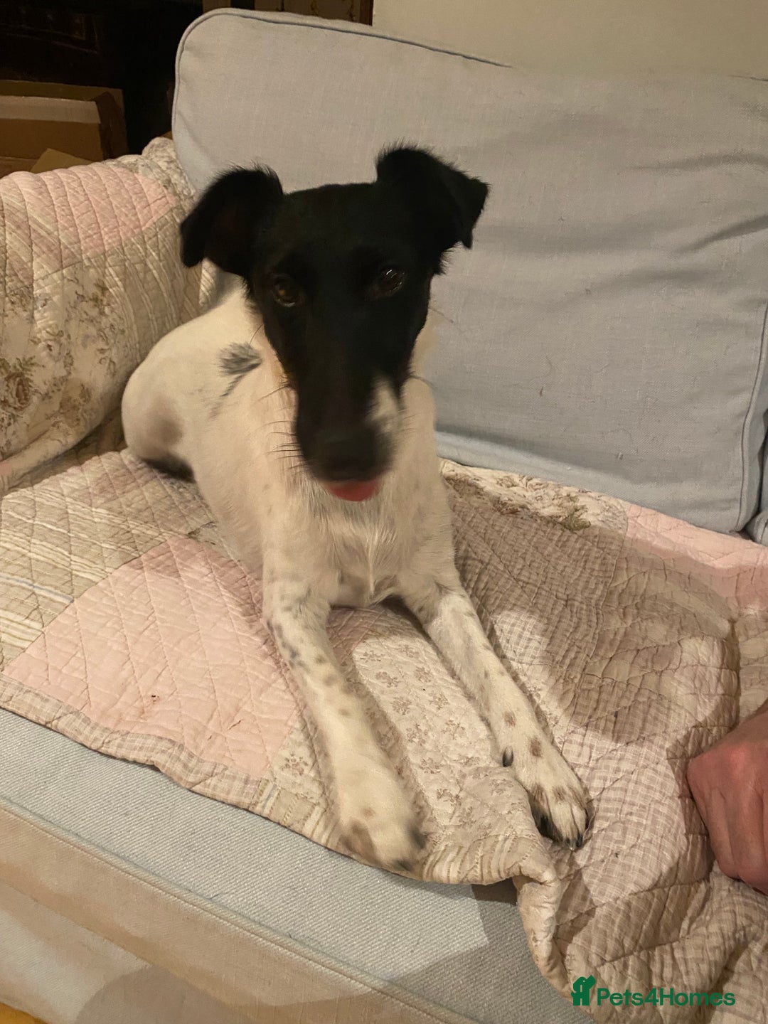 Fox Terrier dogs for sale: Smooth Fox Terrier beautiful home reared puppies   - Advert 9