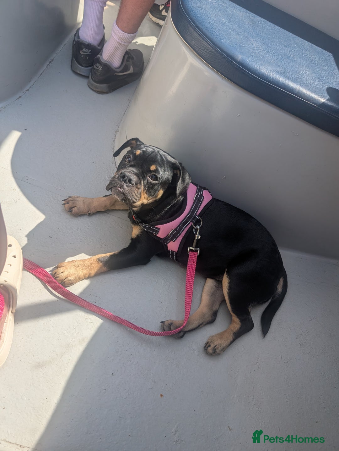 Mixed Breed dogs for sale: Old tyme puppy cross english - Image 6