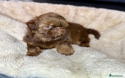 Shih Tzu dogs for sale: 💕Last Girl💕KC REG Imperial Shihtzu babydoll face - Image 1