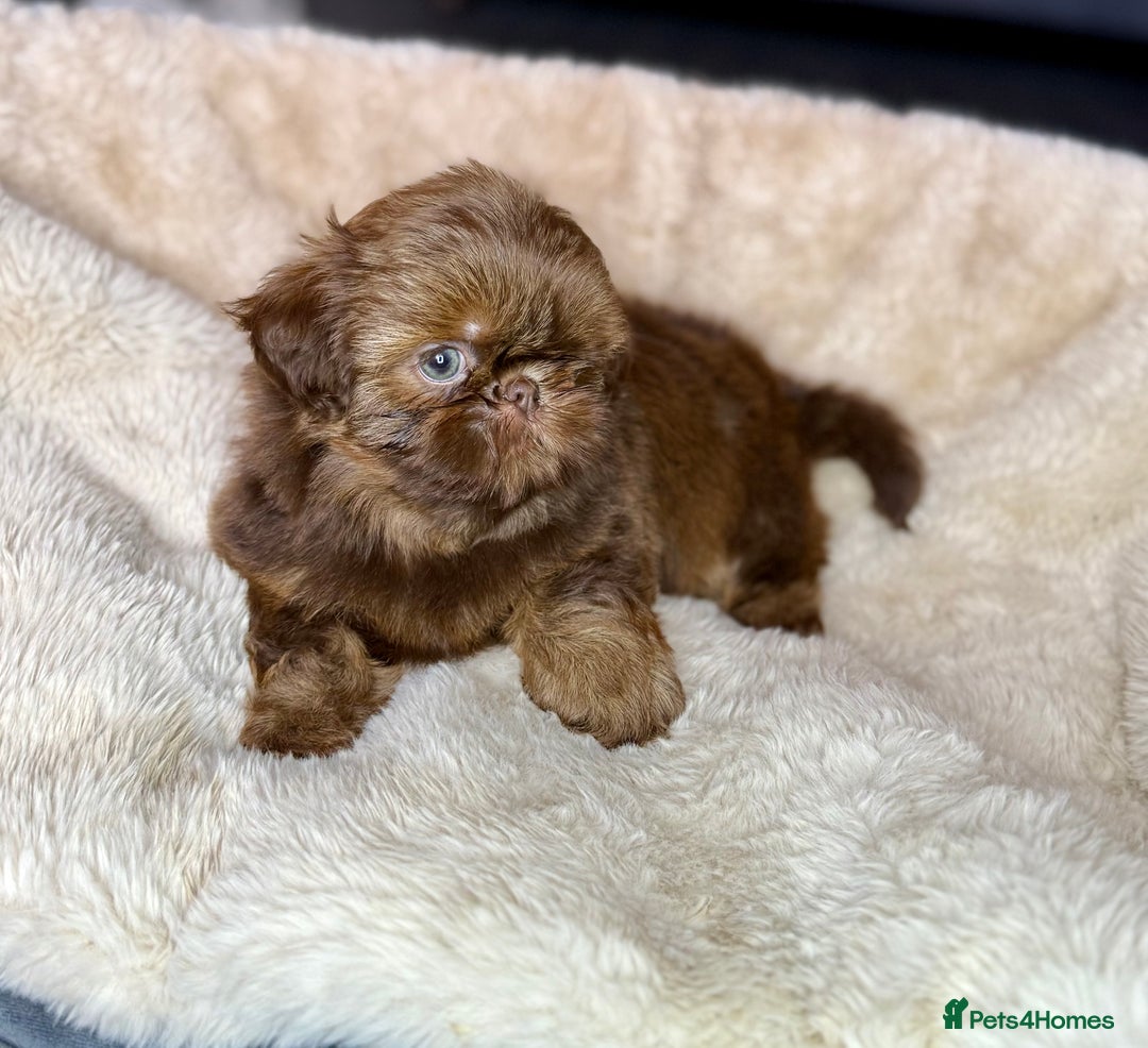 Shih Tzu dogs for sale: 💕Last Girl💕KC REG Imperial Shihtzu babydoll face - Image 1