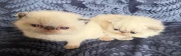 Exotic cats for sale: Colourpoint Exotic Shorthair Kittens  in Stoke-on-Trent - Advert 3